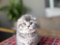 Scottısh Fold Ayı Surat Yavrularım