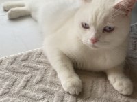 Beyaz British Shorthair Meleğim