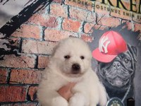 Samoyed bebekler için acele edin