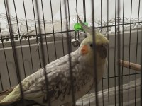 Bir çift ve 3 yavru sultan papağanı
