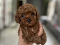 0 Teacup Kore özel Poodle yavru