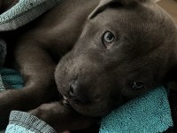 Cane Corso Yavrusu 2 Aylık