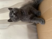 British Shorthair Topidik Yeni Yuvasını Arıyor