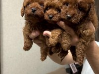 Red Brown Toy Poodle Bebekler