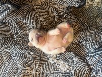 Anatomi Harikası Egzotik French Bulldog