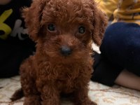 Toy poodle kore cinsi