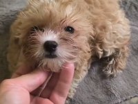 AVUÇ İÇİ KADAR MALTİPOO MUTLULUK