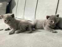British shorthair cins minikler