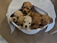 MALTİPOO VE POODLE YAVRULAR