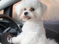 Maltese Kızıma Ömürlük Yuva Arıyorum