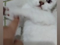 Orjinal safkan britishorthair yavrular