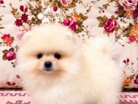 Ayı Surat Dişi Pomeranian Boo Yavru