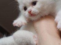 British shorthair safkan yavrular