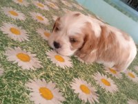 Irk sağlık garantili cavalier king charles bebek köpekleri