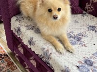 Sevimli ve oyuncu pomeranian köpeğim