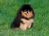 Micro Black Tan Pomeranian