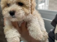Orjinal kore kan büyümeme garantili maltipoo teacup