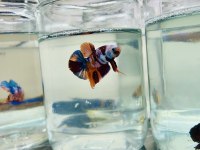 Canndy betta (koi-plakat)