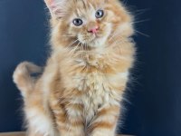 Gerçek XXL Maine Coon Muhteşem Kırmızı Erkek