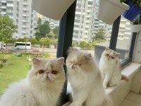 KEDİMİZ İÇİN AÇIKLAMA OKUYUN VE LÜTFEN ARAYARAK BİLGİ ALIN