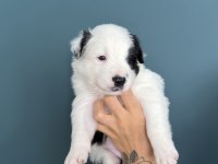 Border Collie Yavruları
