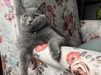 EVCİL BRİTİSH SAHİPLENDİRİLECEK KEDİMİZ