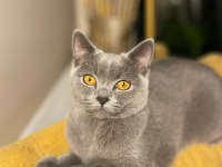 8 aylık Dişi British Shorthair Malzemeleri ile birlikte