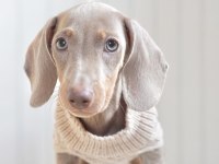 EXOTİC DACHSHUND YAVRULARI 