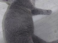 British Shorthair 9 aylık erkek