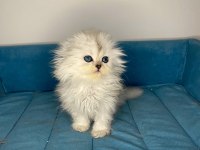 BRİTİSH LONGHAİR YAVRULARIM