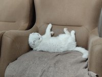 Sakin scottish fold prens