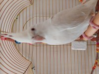 Erkek albino sultan papağanı (esyalariyla verilebilir)