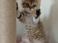 British shorthair golden 2 dişi ny11
