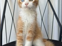 Odd Eye Boy İsadore Maine Coon