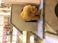 Red Toy Poodle