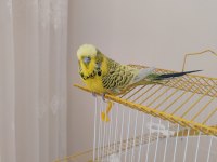 Şov jumbo muhabbet kuşu