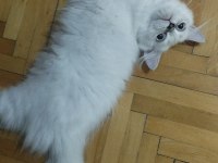 Silver Point British Longhair Bebek Yeni Yuvasını Arıyor