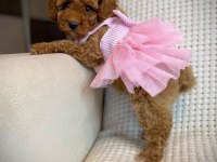 TOY POODLE YAVRULARI