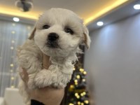 0 numara maltese terrier