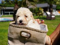 TEA CUP MALTİPOO YAVRULARİ ISTANBUL 
