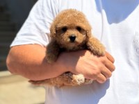Çocuk dostu maltipoo yavruları