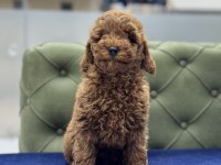 RED ERKEK AŞILI TOY POODLE YAVRUMUZ