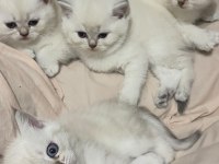 SAFKAN BRİTİSH SHORTHAİR