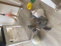 16 Günlük Pamuk Gibi Kediler Sahiplenmeyi Bekliyor