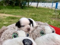MORKİE MORKİ KÖPEĞİMİZ