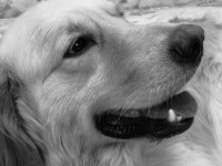 Golden Retriever 4 Yaşında