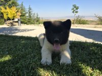 Safkan Amerikan Akita