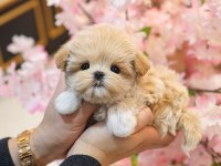 KOREAN TOY POODLE YAVRULARIM