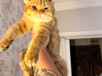 British shorthair erkek golden ny24 4 aylık yavrumuz