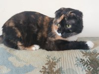 Scottish Fold Kaliko Çok komik Ve Çok İnsancıl